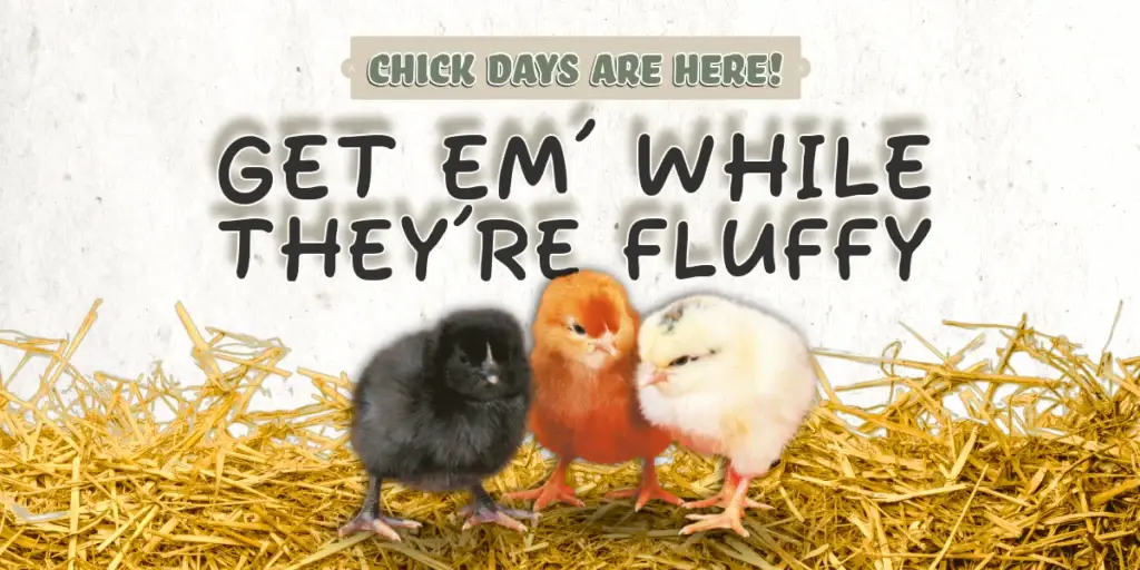 Now selling chicks, game birds and poultry in Orillia - Frey's Hatchery Ordering - Local Farm Supply in Orillia, Ontario