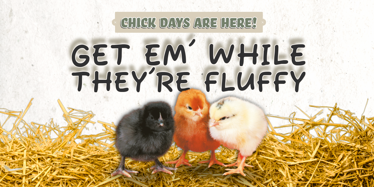 Now selling chicks, game birds and poultry in Orillia - Frey's Hatchery Ordering - Local Farm Supply in Orillia, Ontario