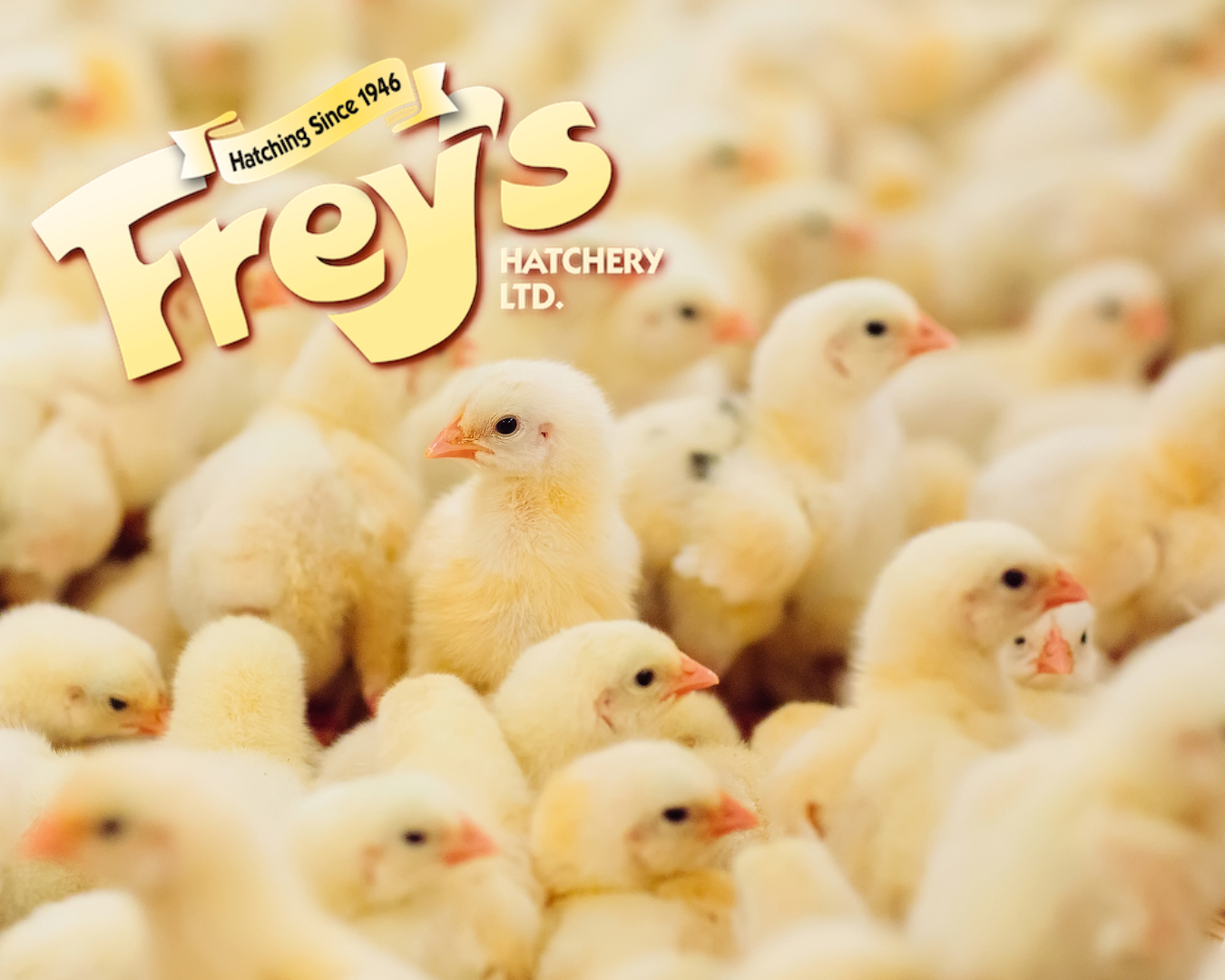 Chick Days - Frey's Hatchery - Johnston Farm & Building Centre