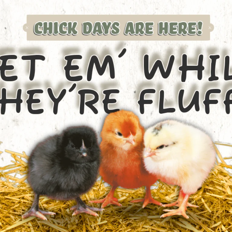 Now selling chicks, game birds and poultry in Orillia - Frey's Hatchery Ordering - Local Farm Supply in Orillia, Ontario